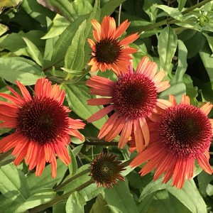 Jeżówka purpurowa (Echinacea) Carrot Cake sadzonka