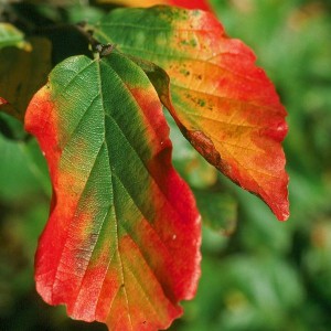 Parocja perska (Parrotia persica) c3 120cm