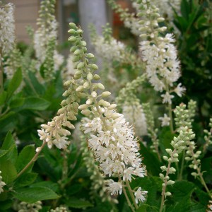 Orszelina olcholistna (Clethra alnifolia) Hummingbird c2