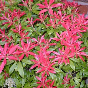 Pieris japoński (Pieris japonica) Forest Flame sadzonka 30-45cm