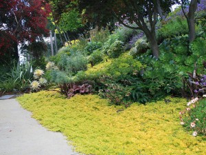 Tojeść rozesłana (Lysimachia nummularia) Aurea p9 sadzonka