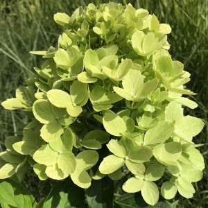 Hortensja bukietowa (Hydrangea) Little Fraise c3 30-50cm