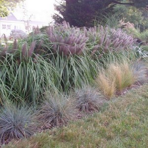Trawa rozplenica japońska piórkówka (Pennisetum) Moudry p9