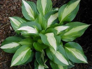 Funkia (Hosta) Lakeside Spellbinder sadzonka