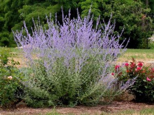 perowskia łobodolistna - Perovskia atriplicifolia Blue Spire