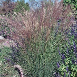 Miskant chiński (Miscanthus sinensis) Gracillimus p9