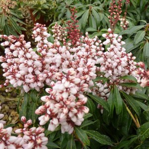 Pieris japoński (Pieris japonica) Bonfire c2 20-30cm