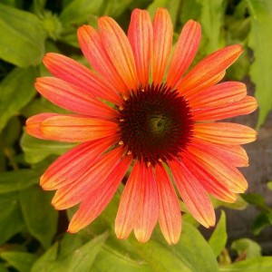 Jeżówka purpurowa (Echinacea) Pink Pearl sadzonka