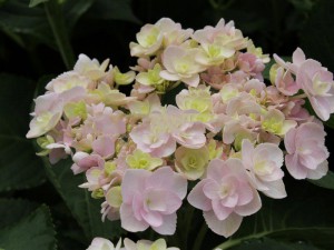 hortensja - seria You and Me - Hydrangea Forever Pink c4