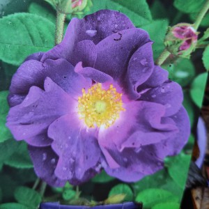 Róża krzewiasta (Rosa) Merveille 90-100 cm c2