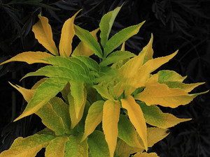 Bez czarny (Sambucus nigra) Aurea c2 70-120cm