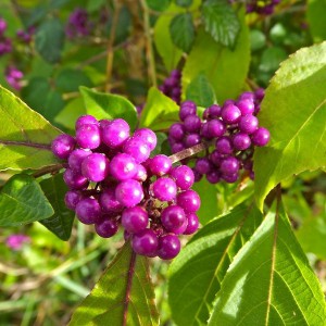 Pięknotka rozwidlona (Callicarpa dichotoma) Issai c3 80-100cm