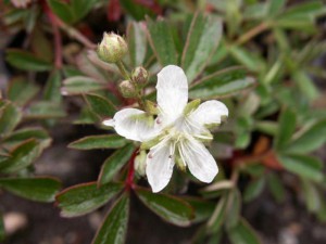 pięciornik dywanowy trójząbkowy Nuuk - przybysz z Grenlandii