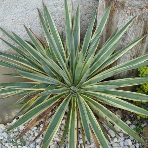 Juka (Yucca filamentosa) Bright Edge sadzonka