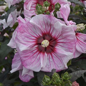 Hibiskus bylinowy (Hibiscus) Cherry Choco Latte p12