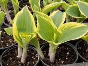 Funkia (Hosta) Valley's Glacier sadzonka