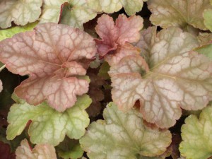 żurawka - Heuchera Pinot Gris
