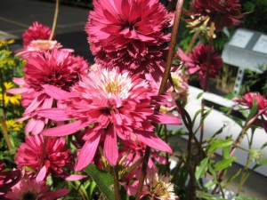 Jeżówka purpurowa (Echinacea) Southern Belle sadzonka p12