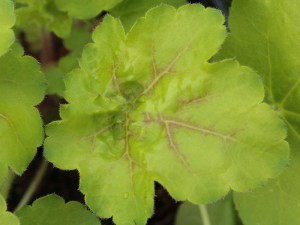 żurawka - Heuchera Miracle