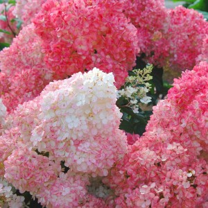 Hortensja bukietowa (Hydrangea) Strawberry Blossom c2 20-30cm