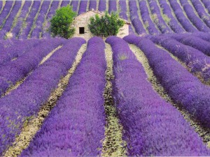 Lawenda wąskolistna ( Lavandula angustifolia) Munstead c4