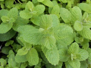 mięta jabłkowa - Mentha Apfelminze