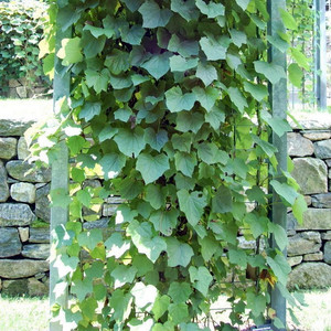 Miesięcznik dahurski (Menispermum davuricum) c2 80-100cm