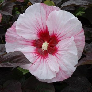 Hibiskus bylinowy (Hibiscus moscheutos) Perfect Storm p12