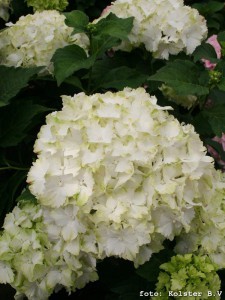 hortensja - Hydrangea Jade- seria Magical