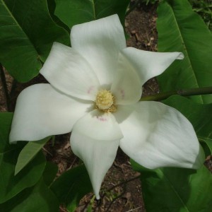 Magnolia wielkolistna (Magnolia macrophylla) Ashei - pachnąca c3 80 cm