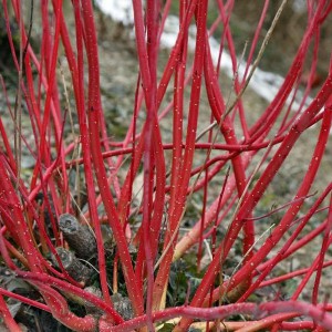 Dereń biały (Cornus alba) Aurea c2 160-180cm