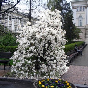 Magnolia gwiaździsta biała (Magnolia stellata) c3 40-80 cm
