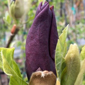 Magnolia denudata (Magnolia denundata) Black Beauty c3 130-150cm