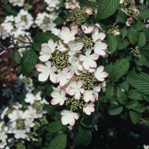 Kalina japońska Pink Beauty pagodowa (Viburnum plicatum) c2 160 cm