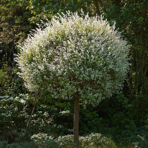 Wierzba (Salix integra) Hakuro Nishiki na pniu 80-90