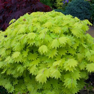 Klon Shirasawy (Acer shirasawum) Aureum c3 60-90 cm