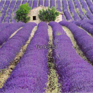 Lawenda pośrednia (Lavendula x intermedia) Provance sadzonka