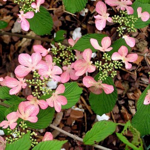 Kalina japońska (Viburnum plicatum) Molly Schroeder c5 35-50cm