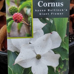 Dereń kousa (Cornus kousa) Bultinck's Giant Flower c4 120 cm