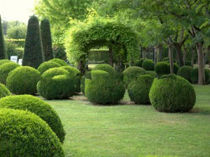 Bukszpan (Buxus sempervirens) - 1 sadzonka
