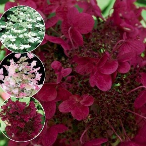 Hortensja bukietowa (Hydrangea) Wim's Red c3 30-50cm