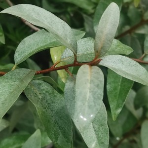 Oliwnik srebrzysty (Elaeagnus commutata) c2 120cm