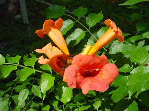Milin amerykański (Campsis) Florida - roślina pnąca 50-60 cm