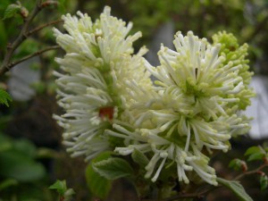fotergilla - Fothergilla major - unikat - krzew 5-letni