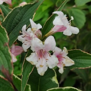 Krzewuszka cudowna (Weigela florida) Suzanne c2 30-40cm
