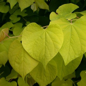 Judaszowiec kanadyjski (Cercis canadensis) Hearts of Gold c7 200cm