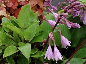 Funkia (Hosta) Purple Heart sadzonka
