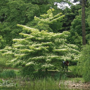 Dereń pagodowy (Cornus controversa) c3 160-180cm