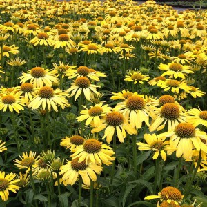 Jeżówka purpurowa (Echinacea) Cleopatra sadzonka