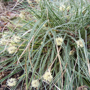 Turzyca stożkowata (Carex conica) Snowline sadzonka